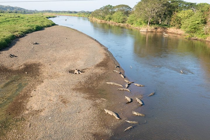Jungle Crocodile & Carara National Park-Punta Arenas Highlights  - Photo 1 of 25